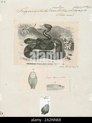 Trigonocephalus contortrix Agkistrodon contortrix, Drucken, ist eine Pflanzenart aus der Gattung der giftige Schlange, eine Grube Viper, endemisch auf der östlichen Nordamerika; es ist ein Mitglied der Unterfamilie Crotalinae in der Familie Viperidae. Der generische Name ist von den griechischen Wörtern ancistro (angespannt) und Odon (Zahn) abgeleitet und die spezifische Bezeichnung kommt aus dem Lateinischen contortus (Twisted, komplizierte, komplexe); somit ist der wissenschaftliche Name bedeutet 'Twisted hook-Zahn". Der Common Name für diese Arten ist die Copperhead. Sein Verhalten kann zu zufälligen Begegnungen mit Menschen führen. Fünf Unterarten sind derzeit anerkannt Stockfoto