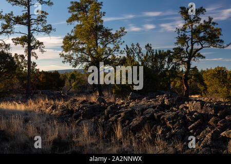 Ponderosa Kiefern aus alten Lava fließt entlang der Continental Divide Trail wächst. El Malpais National Monument, New Mexico Stockfoto