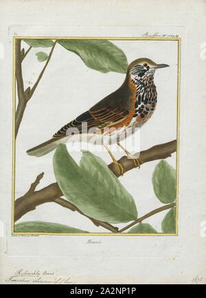 Turdus iliacus, Ausdrucken, die rotdrossel (Turdus Iliacus) ist ein Vogel in der soor Familie Turdidae, die in Europa und Asien, etwas kleiner als die zugehörigen Singdrossel., 1700-1880 Stockfoto