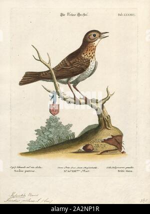 Turdus iliacus, Ausdrucken, die rotdrossel (Turdus Iliacus) ist ein Vogel in der soor Familie Turdidae, die in Europa und Asien, etwas kleiner als die zugehörigen Singdrossel., 1700-1880 Stockfoto