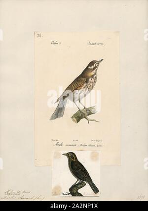 Turdus iliacus, Ausdrucken, die rotdrossel (Turdus Iliacus) ist ein Vogel in der soor Familie Turdidae, die in Europa und Asien, etwas kleiner als die zugehörigen Singdrossel., 1700-1880 Stockfoto