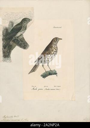 Turdus Musicus, Ausdrucken, die rotdrossel (Turdus Iliacus) ist ein Vogel in der soor Familie Turdidae, die in Europa und Asien, etwas kleiner als die zugehörigen Singdrossel., 1700-1880 Stockfoto