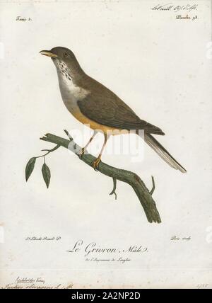 Turdus olivaceus, Ausdrucken, die Olive Thrush (Turdus Olivaceus) ist, im Sortiment, eine der häufigsten Mitglieder der soor Familie (Turdidae). Es tritt im Ostafrikanischen Hochland von Tansania und Simbabwe im Norden bis zum Kap der Guten Hoffnung im Süden. Es ist ein Vogel der Wald und Wald, hat aber lokal zu Parks und große Gärten in vorstädtischen Gebieten angepasst., 1796-1808 Stockfoto