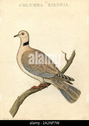 Turtur risorius, Ausdrucken, die barbary Taube, Beringten Turteltaube, ringneck Taube, ring-necked Turtle dove oder Ring dove (Streptopelia risoria) ist ein Mitglied der Familie der Tauben (Columbidae)., 1770-1829 Stockfoto