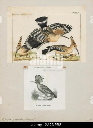 Upupa epops, Drucken, die Eurasische Wiedehopf (Upupa epops) ist die am weitesten verbreitete Art der Gattung Upupa, die in Europa, Asien und der nördlichen Hälfte von Afrika., 1700-1880 Stockfoto