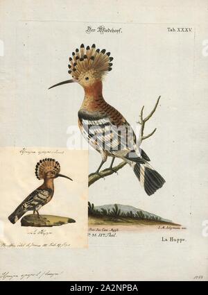 Upupa epops, Drucken, die Eurasische Wiedehopf (Upupa epops) ist die am weitesten verbreitete Art der Gattung Upupa, die in Europa, Asien und der nördlichen Hälfte von Afrika., 1700-1880 Stockfoto