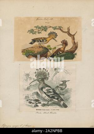 Upupa epops, Drucken, die Eurasische Wiedehopf (Upupa epops) ist die am weitesten verbreitete Art der Gattung Upupa, die in Europa, Asien und der nördlichen Hälfte von Afrika., 1700-1880 Stockfoto