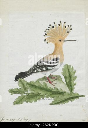 Upupa epops, Drucken, die Eurasische Wiedehopf (Upupa epops) ist die am weitesten verbreitete Art der Gattung Upupa, die in Europa, Asien und der nördlichen Hälfte von Afrika., 1790-1796 Stockfoto