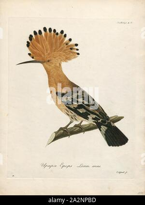 Upupa epops, Drucken, die Eurasische Wiedehopf (Upupa epops) ist die am weitesten verbreitete Art der Gattung Upupa, die in Europa, Asien und der nördlichen Hälfte von Afrika., 1800-1812 Stockfoto
