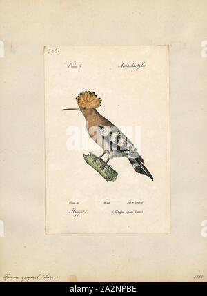 Upupa epops, Drucken, die Eurasische Wiedehopf (Upupa epops) ist die am weitesten verbreitete Art der Gattung Upupa, die in Europa, Asien und der nördlichen Hälfte von Afrika., 1842-1848 Stockfoto