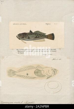 Uranoscopus scaber, Drucken, Atlantic Stargazer (Uranoscopus Scaber) ist ein Marine, subtropischer Fische der Familie Uranoscopidae. Der Körper ist für das Leben auf dem Meeresboden geeignet, und ist einer der wenigen Fische, die bioelectrogenesis, oder die Fähigkeit, eine elektrische Ladung zu generieren., 1700-1880 Stockfoto