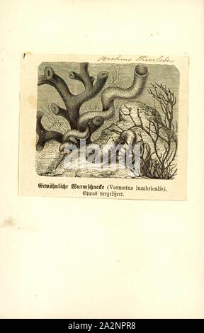 Vermetus lumbricalis, Drucken, Vermetus ist eine Gattung der Seeschnecken, marine Gastropodemollusken in der Familie Vermetidae, der Wurm worm Schnecken oder Muscheln Stockfoto