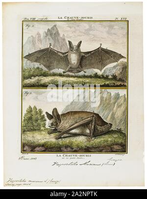 Vespertilio murinus, Drucken, der parti - farbige bat oder rearmouse (Vespertilio murinus) ist eine Pflanzenart aus der Gattung der Vesper bat, die in gemäßigten Eurasien leben., 1700-1880 Stockfoto