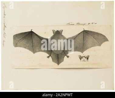 Vespertilio nattereri, Drucken, Natterer von bat (Myotis nattereri) ist eine Europäische vespertilionid bat mit hellen Flügeln. Sie hat braunes Fell neigen zu gräulich-weiß auf der Unterseite. Es ist in den meisten Der Kontinent Europa, der Nahe Osten und Nordafrika gefunden. Er ernährt sich von Insekten und anderen Wirbellosen, die sie auf dem Flügel Fänge oder verfolgt auf dem Boden., 1700-1880 Stockfoto