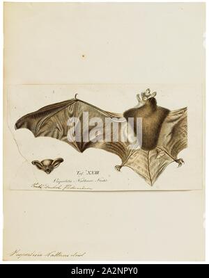 Vespertilio nattereri, Drucken, Natterer von bat (Myotis nattereri) ist eine Europäische vespertilionid bat mit hellen Flügeln. Sie hat braunes Fell neigen zu gräulich-weiß auf der Unterseite. Es ist in den meisten Der Kontinent Europa, der Nahe Osten und Nordafrika gefunden. Er ernährt sich von Insekten und anderen Wirbellosen, die sie auf dem Flügel Fänge oder verfolgt auf dem Boden., 1700-1880 Stockfoto