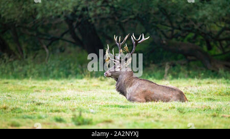 Territoriale Rotwild, Cervus elaphus, Hirsch mit massiven Geweih hinlegen und ausruhen in ruhiger Natur. Wilden Wiederkäuern in der Brunftzeit in summerti Stockfoto