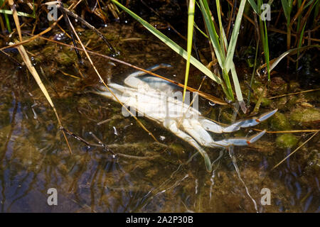 Atlantic Blue Crab, in Wasser, Unterseite, männlich, Nahaufnahme, Meeresfrüchten, Callinectes sapidus, Sinepuxent Bucht; Assateague Island National Seashore; USA; Berli Stockfoto