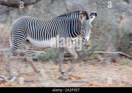 Die Grevy Zebra, Bewegungsunschärfe, Samburu, Kenia Buchen Stockfoto