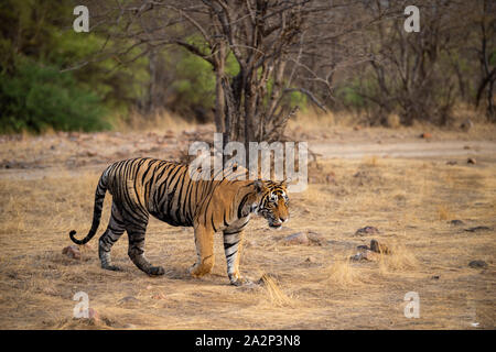 Ranthambore Nationalpark, Rajasthan, Indien - Oktober 3, 2019 männlich Bengal Tiger veeru oder T109 auf abendlichen Spaziergang ein. Er starb heute in territorialen Kampf Stockfoto