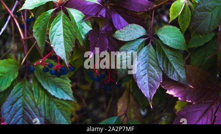 Die hellen und farbenfrohen Blätter von wilden Trauben im Herbst. Stockfoto