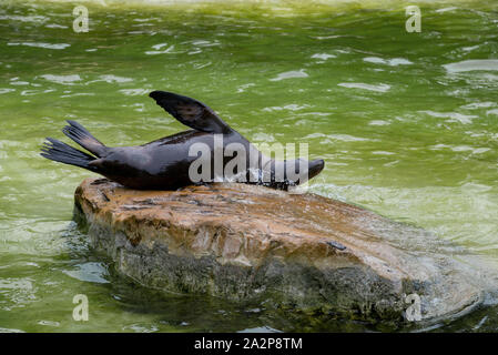 Dichtung in das Wasser an den Zoo Berlin - Deutschland Stockfoto