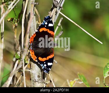 Vanessa atalanta, der rote Admiral Stockfoto