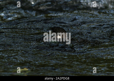 Pendelarm mit seinen Kopf unter Wasser auf dem Fluss Dove, Derbyshire Stockfoto