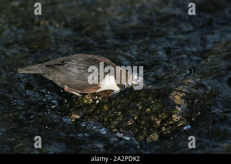 Pendelarm mit seinen Kopf unter Wasser auf dem Fluss Dove, Derbyshire Stockfoto