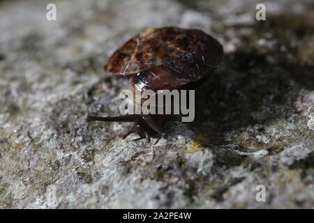 Lapidarium Schnecke auf eine Mauer aus Stein Stockfoto