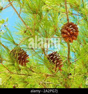 Zirbenholz - Grün nadelholz Baum mit Kegel close-up (lat. Pinus pinea) Stockfoto