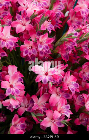 Gladiolen. Gladiolen 'Vulcano' Blumen auf einem Blumenarrangement eine Blume zeigen. UK. Gladiolus nanus 'Vulkan'/Schwertlilie 'Vulkan' Stockfoto