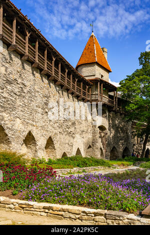 Die defensive mittelalterlichen Mauern und Türme in Tallinn, Estland. Stockfoto