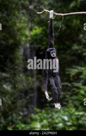 Lar Gibbon/Weiß - übergeben Gibbon (Hylobates lar) Native, Indonesien, Laos, Malaysia, Myanmar und Thailand Stockfoto