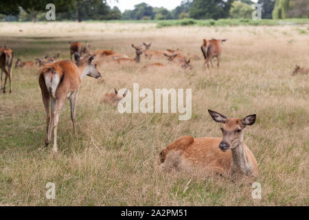 Rotwild in Bushy Park, London. Stockfoto