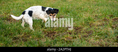 Jack Russell Terrier Hund wartet vor einem Mauseloch in einer Wiese Stockfoto