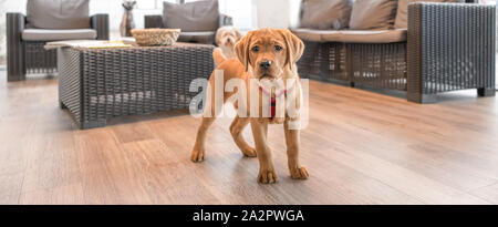 Labrador Welpe im Wartezimmer eines modernen veterinärmedizinischen Praxis Stockfoto