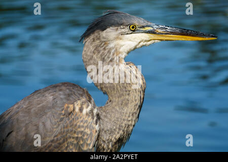 Die Pacific Great Blue Heron (Ardea herodias) fannini hautnah. Stockfoto