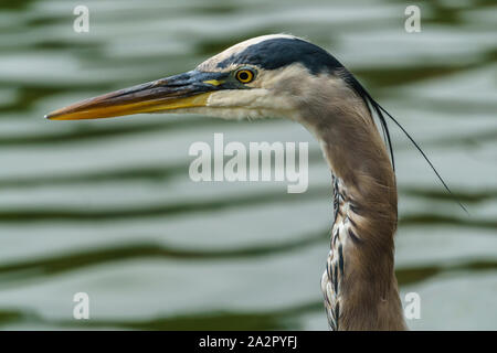 Die Pacific Great Blue Heron (Ardea herodias) fannini hautnah. Stockfoto