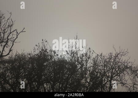 Silhouetted blattlosen Hedge Zeile und Platanen an einem nebligen Wintertag. Natürliche Hintergrund, Exeter, Devon, Großbritannien. Stockfoto