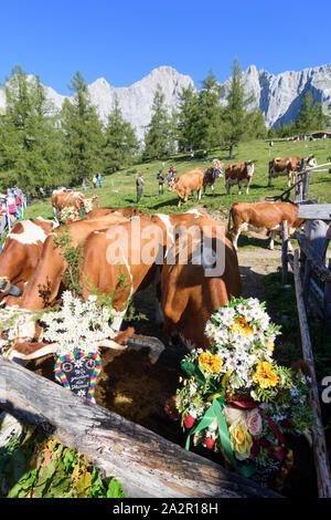 Dachstein: Alm alp Walcheralm, geschmückte Kühe für Almabtrieb Almabtrieb, Almen, Alpine Transhumanz in Schladming-Dachstei Stockfoto