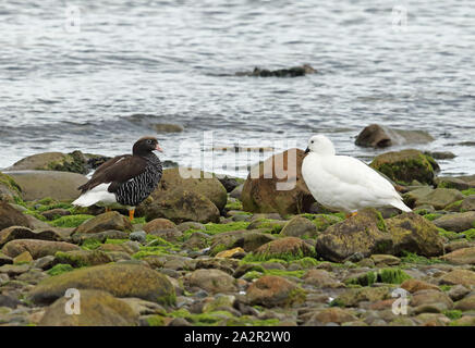 Kelp Gans (Chloephaga hybrida hybrida) Paar auf felsigen Ufer Punta Arenas, Chile Januar Stockfoto