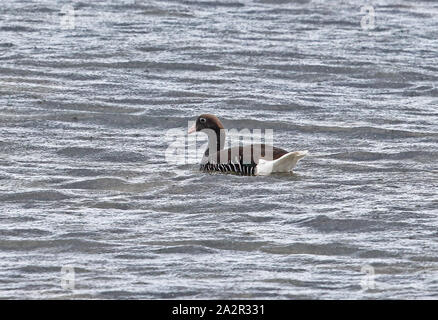 Kelp Gans (Chloephaga hybrida hybrida) erwachsenen weiblichen Schwimmen am Meer in Punta Arenas, Chile Januar Stockfoto