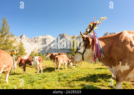 Dachstein: Alm alp Walcheralm, geschmückte Kühe für Almabtrieb Almabtrieb, Almen, Alpine Transhumanz in Schladming-Dachstei Stockfoto