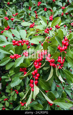 Winterberry Stechpalme Ilex verticillata 'Red Sprite'Beeren am Strauch Stockfoto