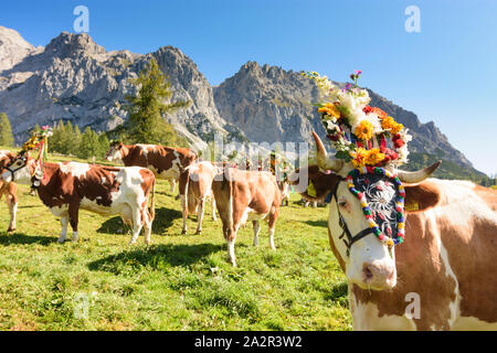 Dachstein: Alm alp Walcheralm, geschmückte Kühe für Almabtrieb Almabtrieb, Almen, Alpine Transhumanz in Schladming-Dachstei Stockfoto