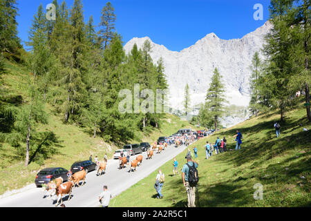 Dachstein: Straße von Alm alp Walcheralm, verzierte Kühe am Almabtrieb Almabtrieb, Almen, Alpine Transhumanz in Schladming Stockfoto