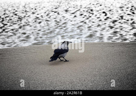 Nebelkrähe am Meer. Krähe sammelt Nahrung, ist Hosting auf Strand bei Ebbe Stockfoto