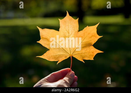 Frauen hält Bouquet von Herbst gelb Ahornblätter in ihren Handschuhen. Hintergrundbeleuchtung sonnenschein Reflexion mit Sonnenstrahlen und Fackeln im Teich im Hintergrund Stockfoto