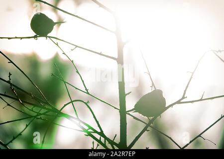 Spatzen zwitschern in der Frühlingssonne. - Warum, es ist frühling! Helles Licht Frühling. In Kontur Schuß Stockfoto