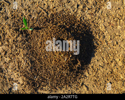 Erde Ameisen (lasius) der Eingang von schönen Haufen von Schmutz auf dem Boden Ameisenhaufen Stockfoto